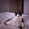 Bacon joined the competition — help win amazing prizes! cat, black_and_white, bed, reclining, indoor, cozy, feline, soft_lighting, relaxed, fluffy, comfort, white_bedspread, paws, resting, domestic_cat, house, quiet, lazy, cute, pet