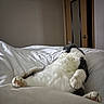 Bacon is registered to the contest to win money with this photo: cat, lying_down, bed, white_bedspread, relaxed, indoor, feline, fur, paws, cozy, domestic_cat, animal, resting, sleepy, mirror, door, wooden_door, home, quiet, calm