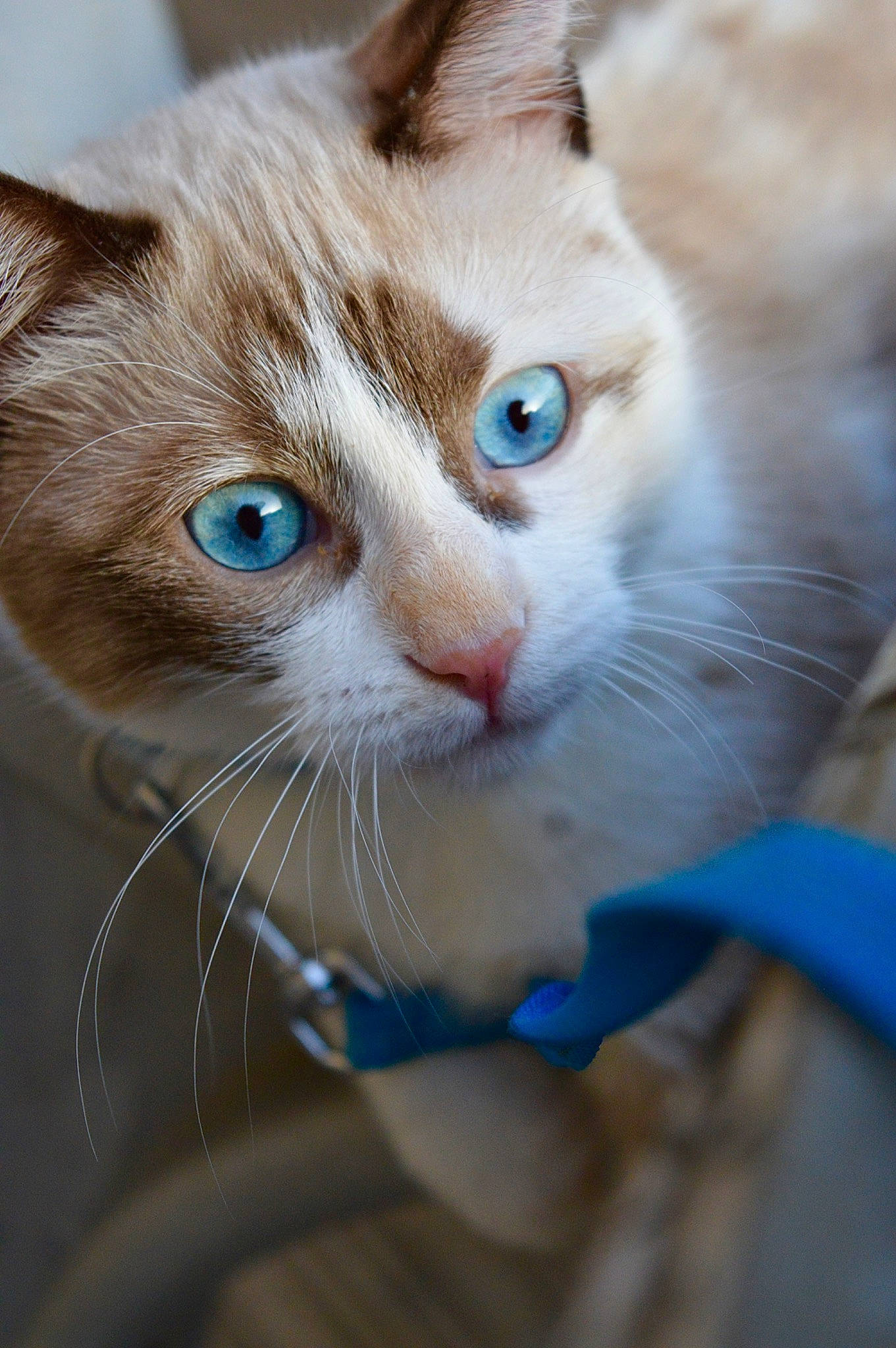 Mia participe au concours pour gagner de l'argent avec cette photo : carnivore, cat, claw, collar, domestic_short_haired_cat, ear, electric_blue, eye, eyelash, fawn, felidae, fur, hair, head, nose, paw, small_to_medium_sized_cats, snout, whiskers, wildlife