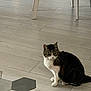 Nenette a rejoint le concours — aidez-le/la à gagner de superbes lots ! animal, black, brown, calm, cat, chair, curious, domestic, feline, floor, furniture, home, indoor, legs, mammal, pet, quiet, sitting, tile, white