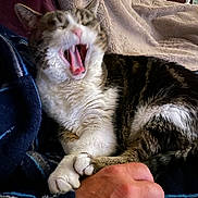 Nenette a rejoint le concours — aidez-le/la à gagner de superbes lots ! animal, blanket, cat, claws, comfort, cozy, domestic, feline, fur, human_hand, indoor, lap, paws, person, pet, plaid_shirt, resting, tabby, white_fur, yawning