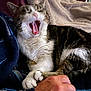 animal, blanket, cat, claws, comfort, cozy, domestic, feline, fur, human_hand, indoor, lap, paws, person, pet, plaid_shirt, resting, tabby, white_fur, yawning