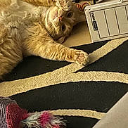 Nini a rejoint le concours — aidez-le/la à gagner de superbes lots ! animal, cable, cardboard_box, carpet, cat, cute, domestic, feather_toy, feline, fur, ginger_cat, home, indoor, lying_down, paw, pet, playful, relaxing, toy, whiskers