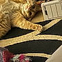 animal, cable, cardboard_box, carpet, cat, cute, domestic, feather_toy, feline, fur, ginger_cat, home, indoor, lying_down, paw, pet, playful, relaxing, toy, whiskers