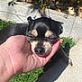 Blaky joined the competition — help win amazing prizes! animal, black, chihuahua, closeup, concrete, dog, flower, grass, hand, human_hand, nature, outdoor, paw, pet, resting, shadow, sleeping, small_dog, sunlight, tan