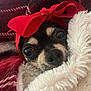 Blaky joined the competition — help win amazing prizes! animal, black_and_tan, blanket, close_up, cozy, cute, dog, eyes, face, fluffy_blanket, fur, indoor, nose, pet, plaid, red, red_bow, resting, small_dog, snuggling
