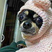 Blaky is registered to the contest to win money with this photo: animal, blanket, chihuahua, closeup, cozy, curtain, cute, dog, furniture, hood, indoor, knitted_sweater, paw, person_arm, pet, pink, resting, small_dog, wide_eyes, window