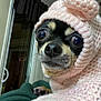 animal, blanket, chihuahua, closeup, cozy, curtain, cute, dog, furniture, hood, indoor, knitted_sweater, paw, person_arm, pet, pink, resting, small_dog, wide_eyes, window