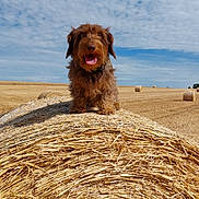 Uleen a rejoint le concours — aidez-le/la à gagner de superbes lots ! dog, hay_bale, field, outdoor, cloudy_sky, grass, animal, canine, rural, nature, tongue_out, brown_dog, sunny, farm, agriculture, cute, pet, fluffy, happy, landscape