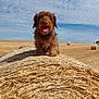 dog, hay_bale, field, outdoor, cloudy_sky, grass, animal, canine, rural, nature, tongue_out, brown_dog, sunny, farm, agriculture, cute, pet, fluffy, happy, landscape