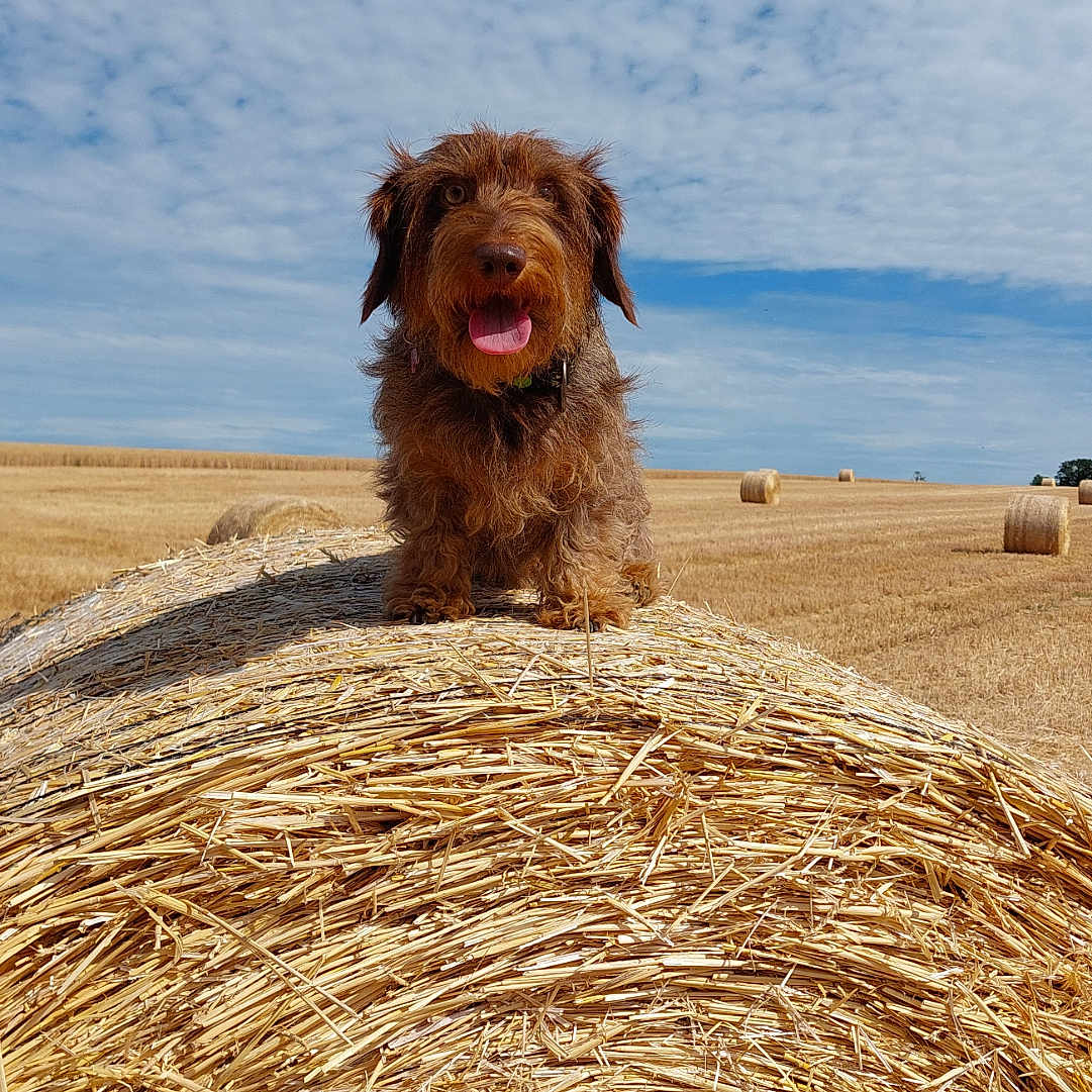 Uleen a rejoint le concours — aidez-le/la à gagner de superbes lots ! agriculture, animal, brown_dog, canine, cloudy_sky, cute, dog, farm, field, fluffy, grass, happy, hay_bale, landscape, nature, outdoor, pet, rural, sunny, tongue_out
