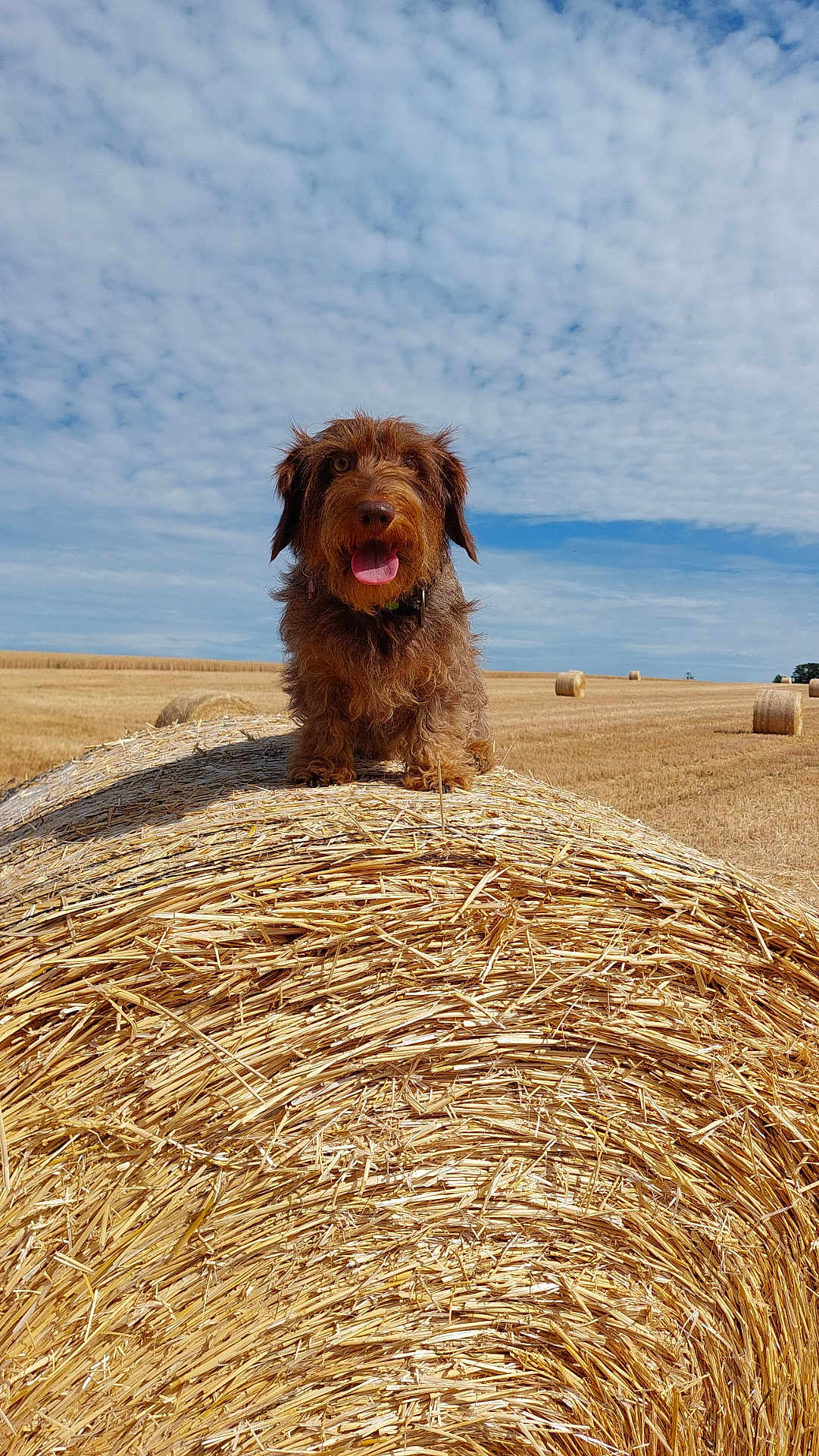 Uleen a rejoint le concours — aidez-le/la à gagner de superbes lots ! dog, hay_bale, field, outdoor, cloudy_sky, grass, animal, canine, rural, nature, tongue_out, brown_dog, sunny, farm, agriculture, cute, pet, fluffy, happy, landscape