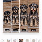Mino a rejoint le concours — aidez-le/la à gagner de superbes lots ! adult_dog, age, animal, black_and_tan, canine, cute, dog, four_photos, fur, fur_texture, growth, outdoor, pet, portrait, puppy, side_by_side, sitting, smiling, wooden_background, young_dog