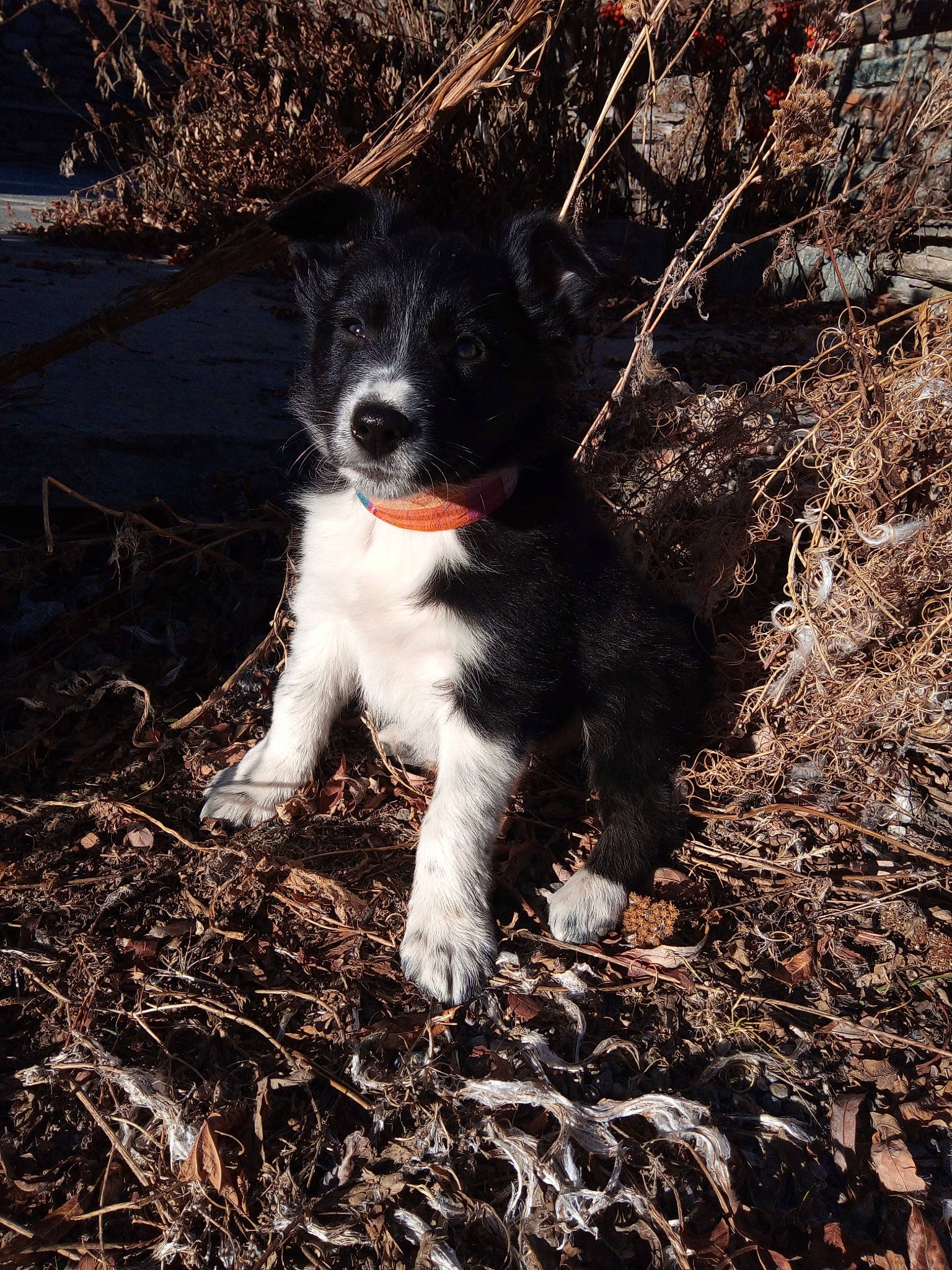 Raya a rejoint le concours — aidez-le/la à gagner de superbes lots ! canidae, carnivore, companion_dog, dog, dog_breed, fur, grass, herding_dog, non_sporting_group, plant, snout, soil, sporting_group, tail, terrestrial_animal, tree, twig, whiskers, wood, working_animal