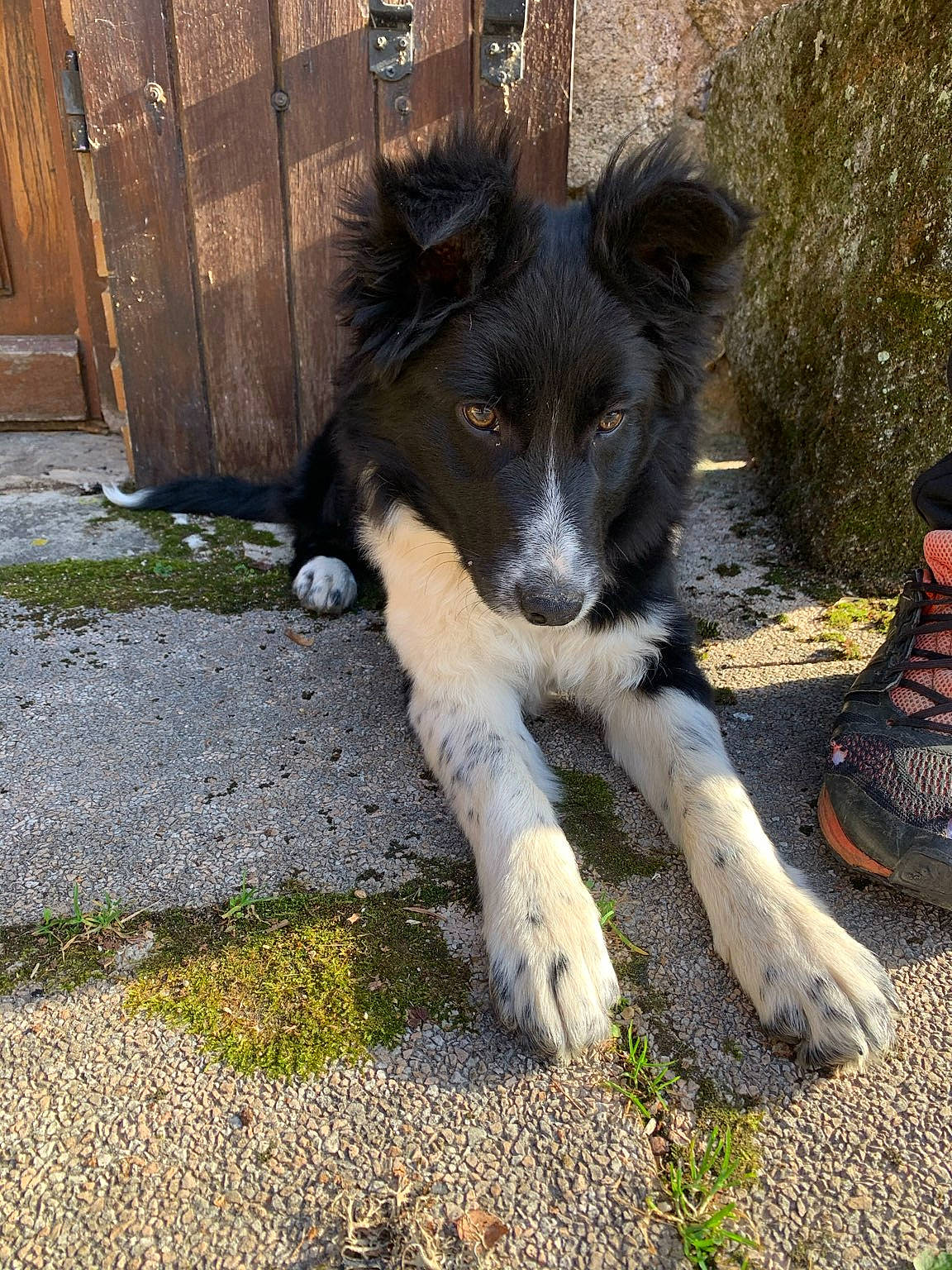 Raya participe au concours pour gagner de l'argent avec cette photo : australian_collie, border_collie, canidae, carnivore, companion_dog, dog, dog_breed, door, foot, fur, grass, herding_dog, plant, snout, soil, sporting_group, tail, wood, working_animal, working_dog