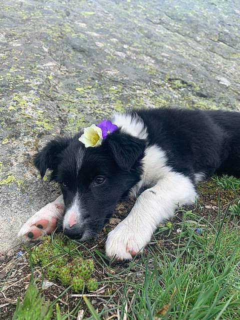 Laska participe au concours pour gagner de l'argent avec cette photo : borador, border_collie, canidae, carnivore, collar, companion_dog, dog, dog_breed, dog_collar, grass, grassland, herding_dog, pasture, plant, soil, sporting_group, tail, terrestrial_animal, working_animal, working_dog