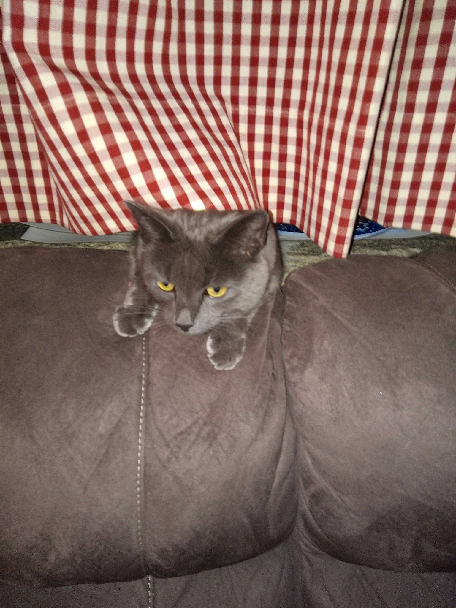 Sanga participe au concours pour gagner de l'argent avec cette photo : black_cat, brown, carnivore, cat, comfort, couch, domestic_short_haired_cat, felidae, fur, furniture, grey, hardwood, linens, living_room, room, sitting, small_to_medium_sized_cats, tail, textile, whiskers