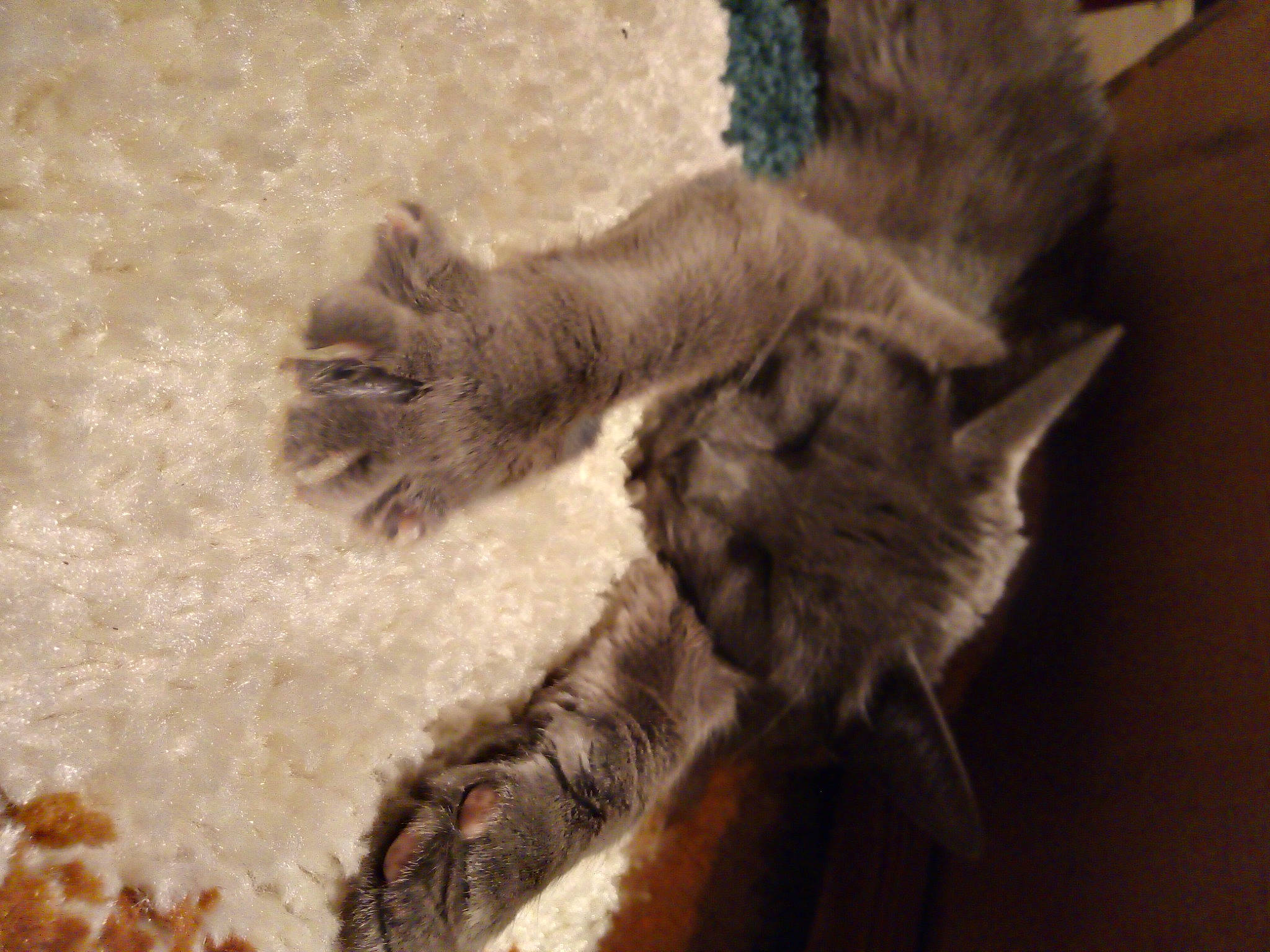 Sanga a rejoint le concours — aidez-le/la à gagner de superbes lots ! black_cat, carnivore, cat, claw, comfort, domestic_short_haired_cat, fawn, felidae, fur, gesture, mammal, monochrome_photography, paw, sand, small_to_medium_sized_cats, tail, terrestrial_animal, whiskers, wildlife