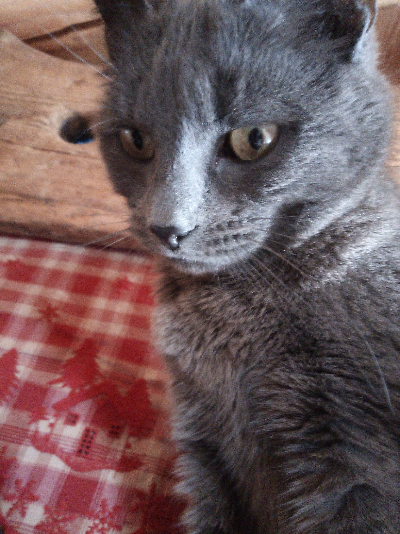 Sanga a rejoint le concours — aidez-le/la à gagner de superbes lots ! carnivore, cat, claw, domestic_short_haired_cat, eye, felidae, fur, grey, pattern, plaid, russian_blue, small_to_medium_sized_cats, snout, tail, tartan, terrestrial_animal, whiskers, wildlife