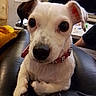 dog, small_dog, white_dog, pet, collar, leather, sofa, indoor, living_room, curious, ears, wide_eyes, close_up, animal, domestic_animal, cute, companionship, relaxed, furniture, household