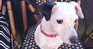 Bella participe au concours pour gagner de l'argent avec cette photo : dog, small_dog, pet, chair, woven_chair, collar, pink_collar, outdoor, patio, wooden_floor, curious_expression, black_and_white_dog, seat, furniture, leash, animal, domestic_animal, companion, resting, looking_away