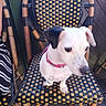 dog, small_dog, pet, chair, woven_chair, collar, pink_collar, outdoor, patio, wooden_floor, curious_expression, black_and_white_dog, seat, furniture, leash, animal, domestic_animal, companion, resting, looking_away