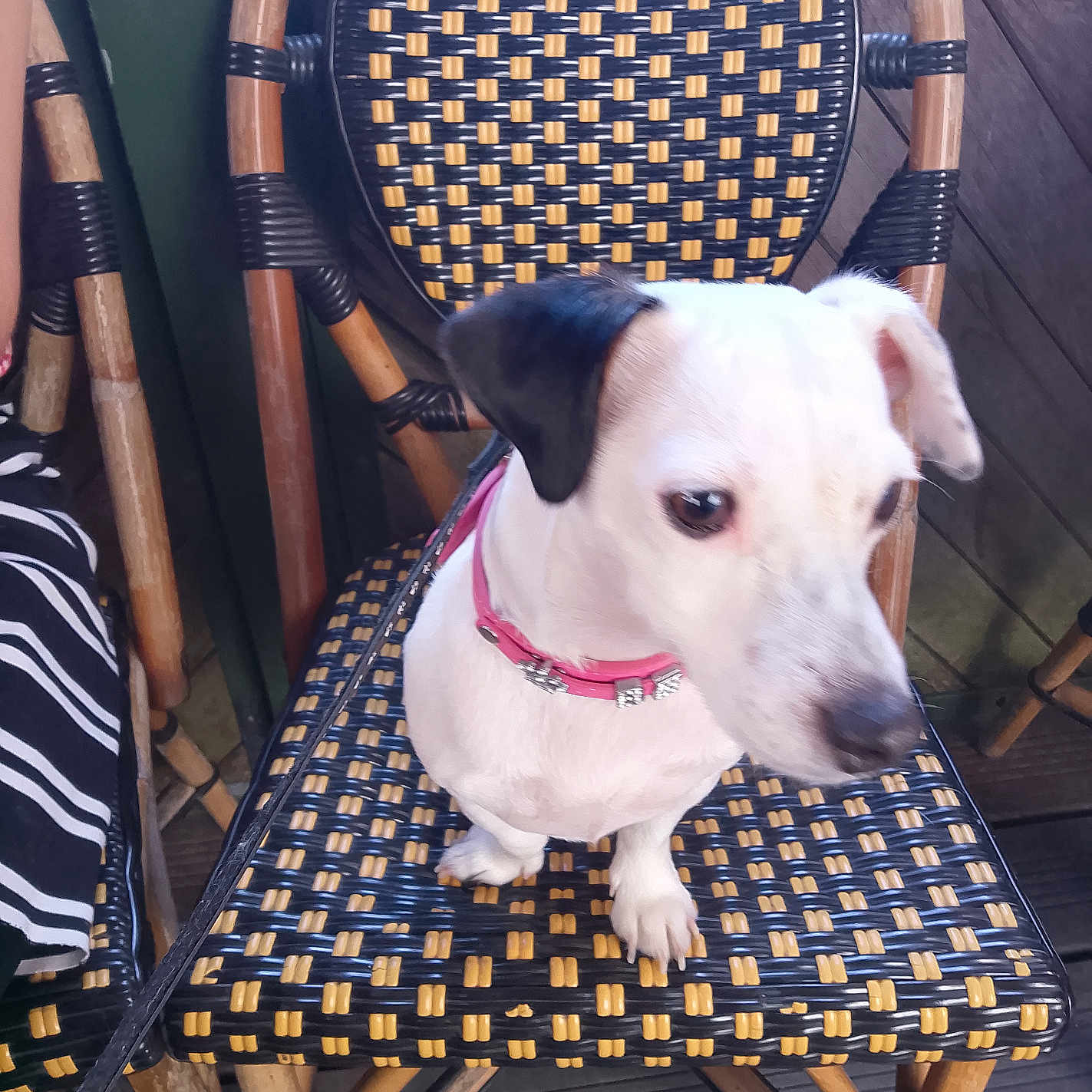 Bella participe au concours pour gagner de l'argent avec cette photo : dog, small_dog, pet, chair, woven_chair, collar, pink_collar, outdoor, patio, wooden_floor, curious_expression, black_and_white_dog, seat, furniture, leash, animal, domestic_animal, companion, resting, looking_away