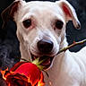 Bella a rejoint le concours — aidez-le/la à gagner de superbes lots ! dog, white_dog, rose, flower, fire, flames, sparks, pet, animal, close_up, portrait, cute, adorable, nature, mouth, stem, dark_background, expression, eyes, ears