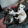 Bella participe au concours pour gagner de l'argent avec cette photo : cat, dog, bed, blanket, pet, animal, indoor, cozy, fur, curious, cute, friendship, resting, looking, pink, gray, white, black, ears, paw