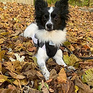 Newby joined the competition — help win amazing prizes! animal, canine, cockerspaniel, dog, grass, herbal, herbs, land, leaf, nature, outdoors, papillon, pet, plant, puppy, rock, slate, soil, tree, vegetation