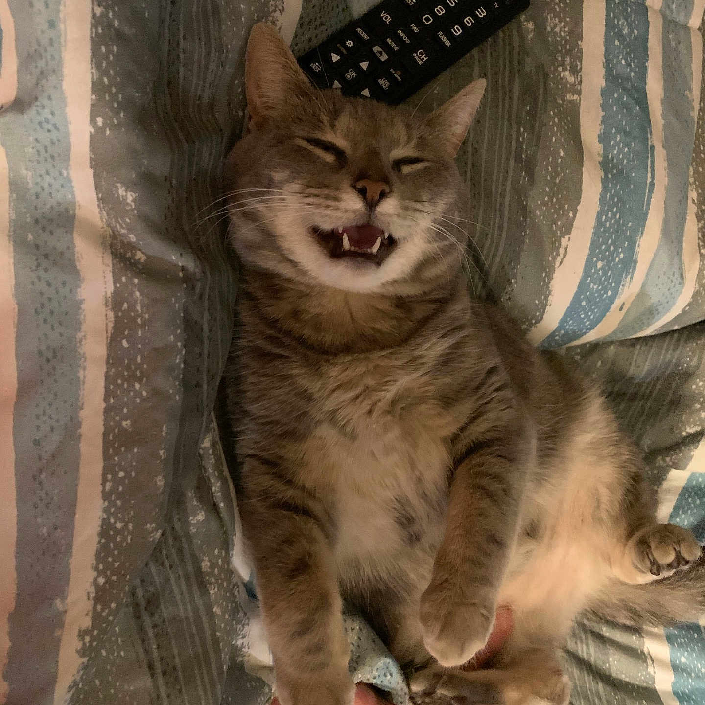 Circles joined the competition — help win amazing prizes! bed, cat, claws, comfort, cozy, domestic_animal, feline, fur, hand, happy, human_interaction, indoor, lying_down, paw, pet, relaxed, remote_control, smiling, striped_bedspread, whiskers