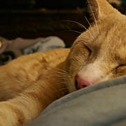 Blaze joined the competition — help win amazing prizes! cat, sleeping, close_up, orange_cat, pet, feline, whiskers, nose, fur, resting, cozy, indoor, blanket, soft, cute, animal, domestic, relaxing, peaceful, closeup