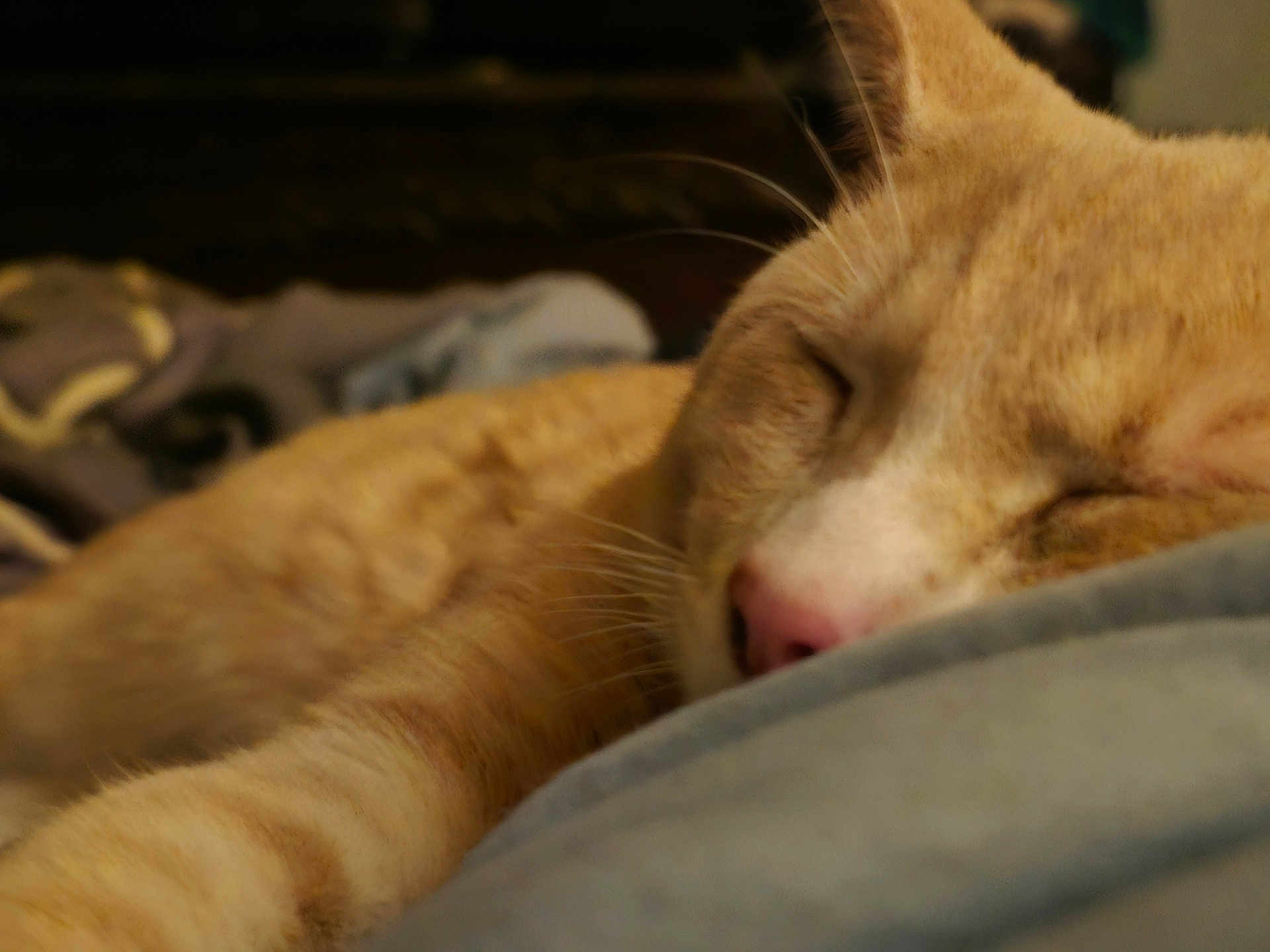 Blaze joined the competition — help win amazing prizes! cat, sleeping, close_up, orange_cat, pet, feline, whiskers, nose, fur, resting, cozy, indoor, blanket, soft, cute, animal, domestic, relaxing, peaceful, closeup