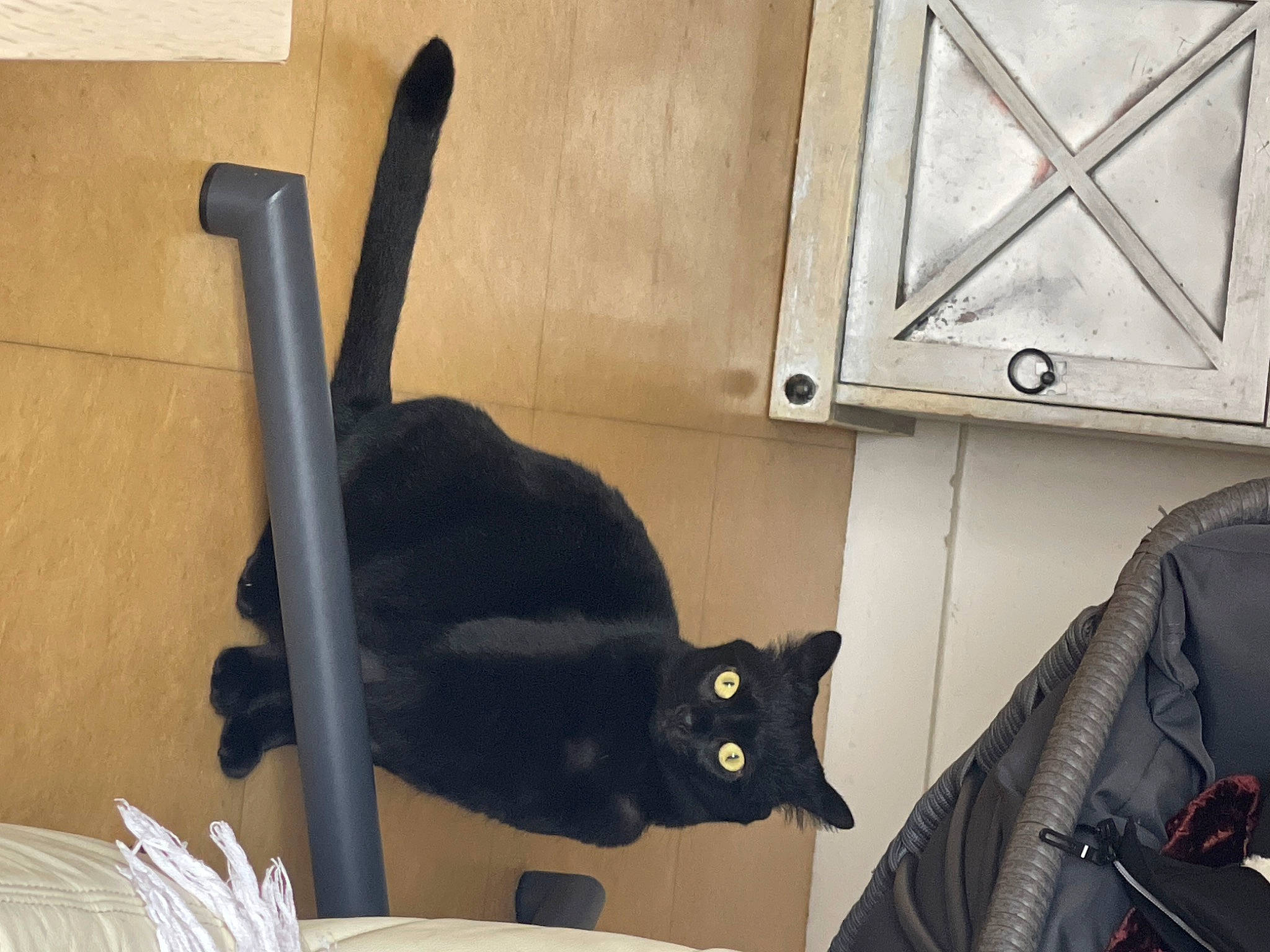 Gucci participe au concours pour gagner de l'argent avec cette photo : backpack, bag, black, black_cat, bombay, box, carnivore, cat, comfort, domestic_short_haired_cat, felidae, fur, linens, luggage_and_bags, room, small_to_medium_sized_cats, tail, whiskers, window, wood