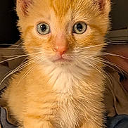 Hamlet joined the competition — help win amazing prizes! animal, blanket, blue_eyes, cat, cozy, curious, cute, domestic, feline, fluffy, fur, indoor, kitten, mammal, orange_tabby, pet, portrait, small, whiskers, young