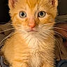 animal, blanket, blue_eyes, cat, cozy, curious, cute, domestic, feline, fluffy, fur, indoor, kitten, mammal, orange_tabby, pet, portrait, small, whiskers, young