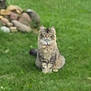 Lady Lilly is registered to the contest to win money with this photo: cat, fluffy, grass, outdoor, animal, pet, nature, green, sitting, fur, mammal, portrait, single_animal, eyes, whiskers, tail, rock, background, daylight, calm