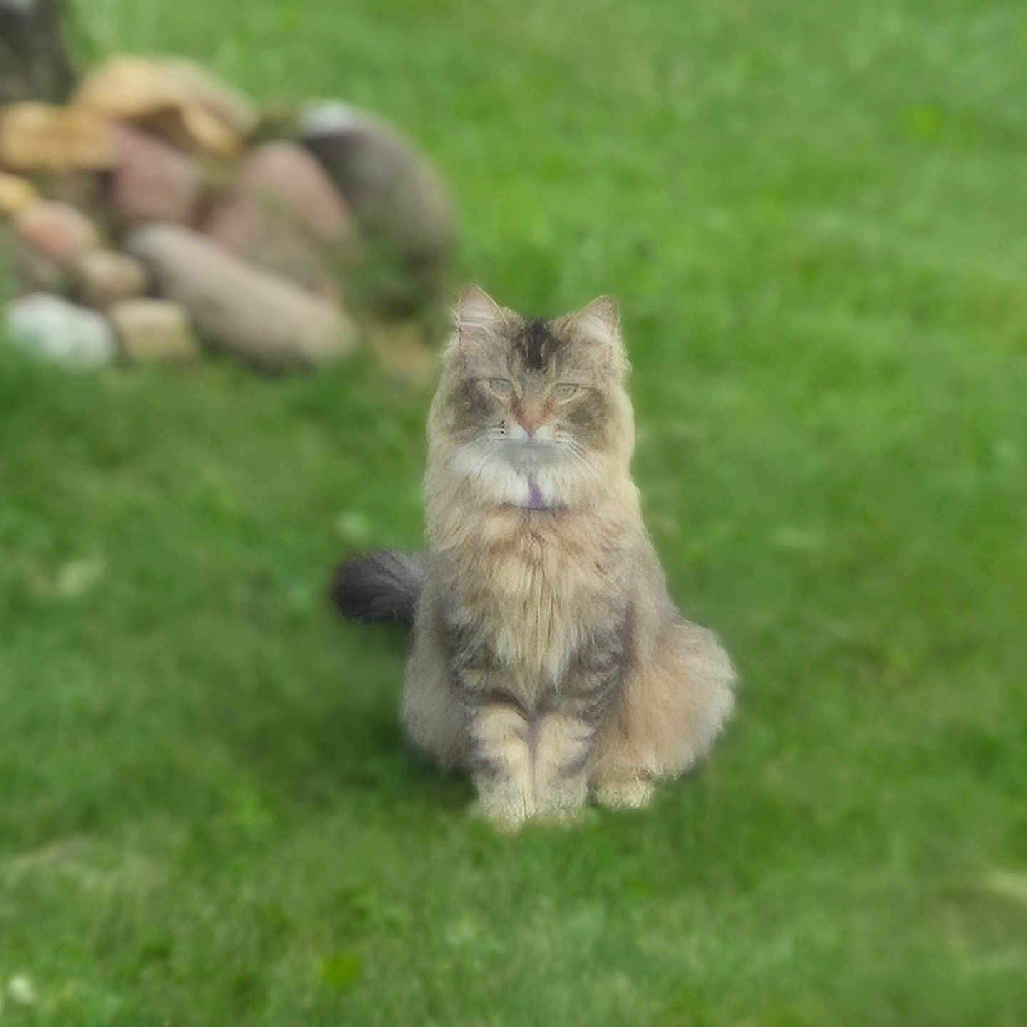 Lady Lilly is registered to the contest to win money with this photo: animal, background, calm, cat, daylight, eyes, fluffy, fur, grass, green, mammal, nature, outdoor, pet, portrait, rock, single_animal, sitting, tail, whiskers