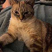 Phoebe is registered to the contest to win money with this photo: cat, feline, pet, animal, fur, striped, tabby, whiskers, closeup, indoor, blanket, soft, relaxed, resting, bed, comfort, home, cozy, cute, mammal