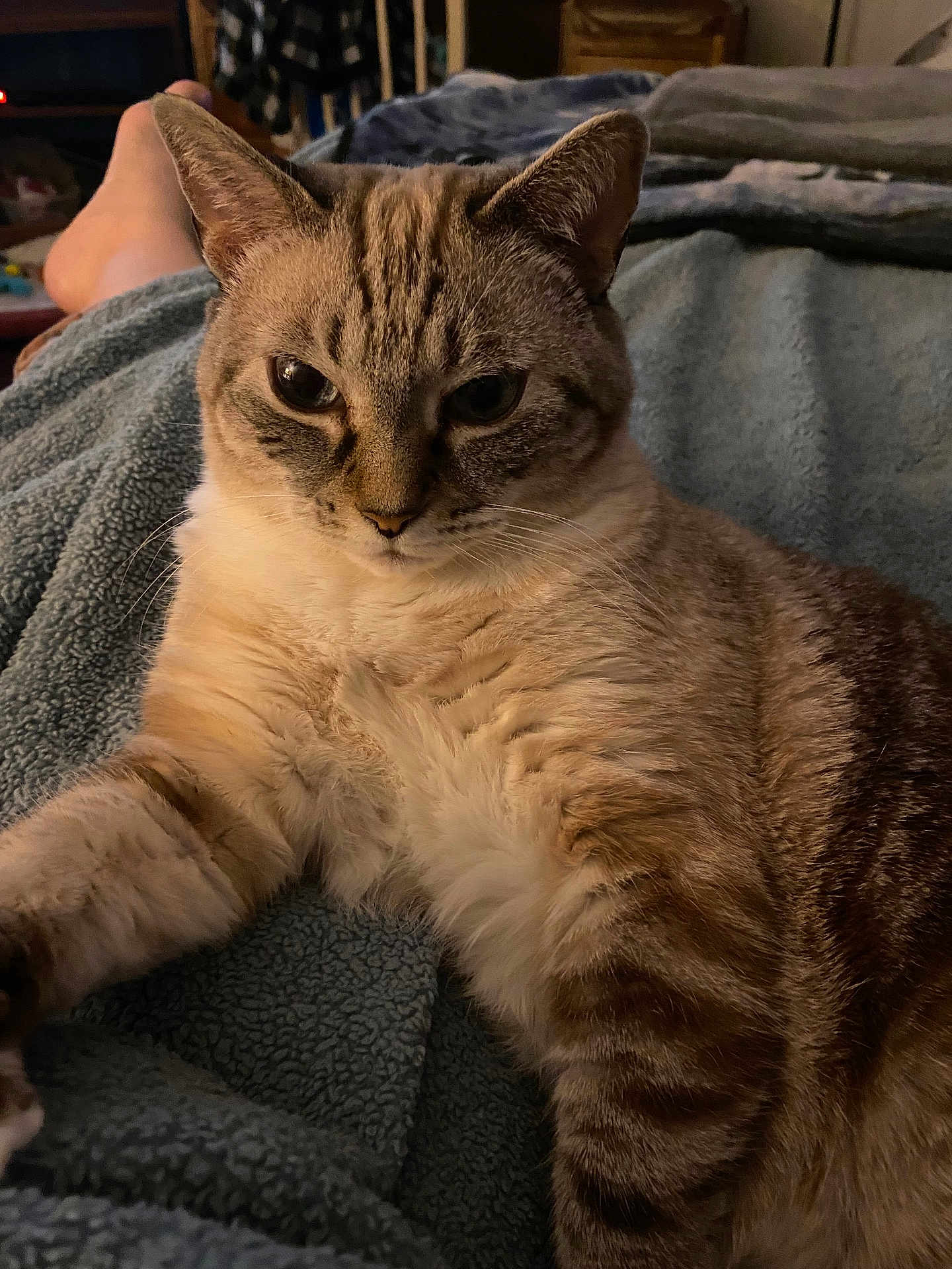 Phoebe is registered to the contest to win money with this photo: cat, feline, pet, animal, fur, striped, tabby, whiskers, closeup, indoor, blanket, soft, relaxed, resting, bed, comfort, home, cozy, cute, mammal