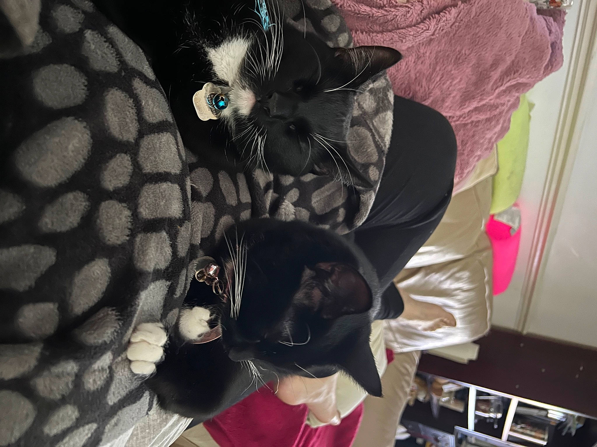 Nia joined the competition — help win amazing prizes! black, carmine, carnivore, cat, comfort, costume, domestic_short_haired_cat, felidae, fictional_character, fur, hat, magenta, mammal, pattern, personal_protective_equipment, room, tail, vertebrate, whiskers