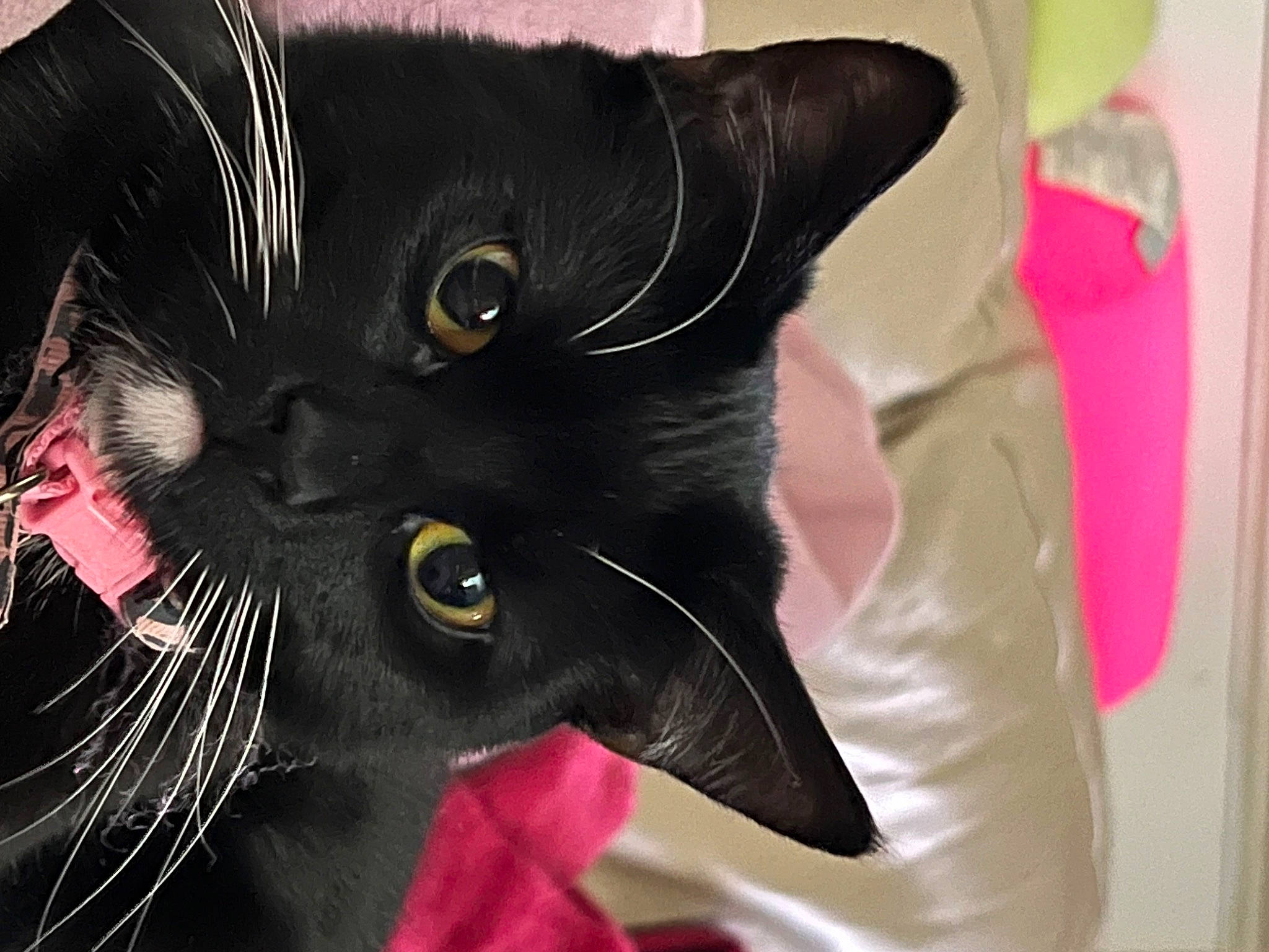 Nia is registered to the contest to win money with this photo: art, black_cat, bombay, carmine, carnivore, cat, domestic_short_haired_cat, event, fang, felidae, fur, magenta, plant, small_to_medium_sized_cats, snout, tail, whiskers