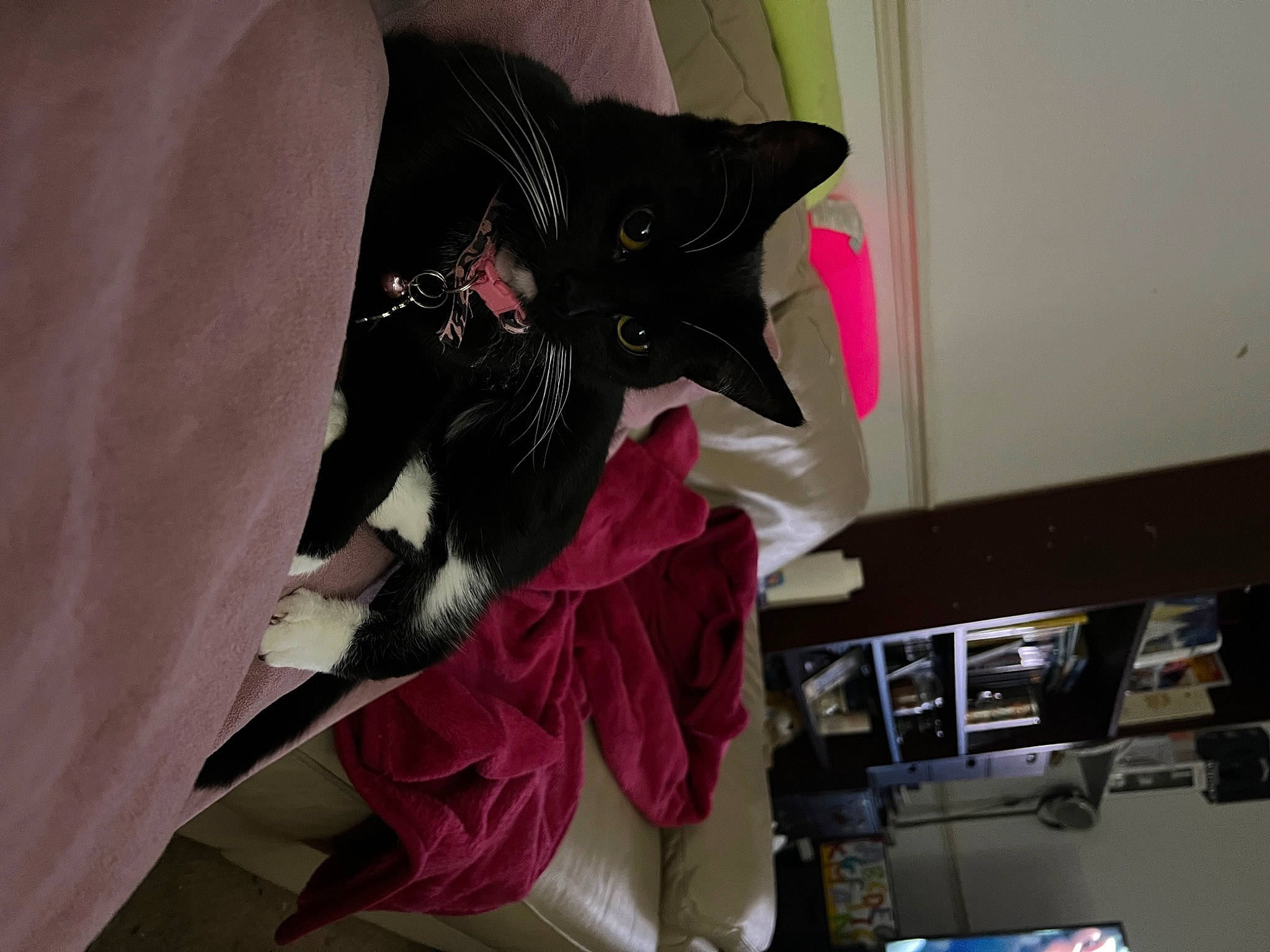 Nia is registered to the contest to win money with this photo: bag, black_cat, bombay, carmine, carnivore, cat, comfort, domestic_short_haired_cat, felidae, fur, hat, linens, magenta, purple, room, small_to_medium_sized_cats, tail, whiskers