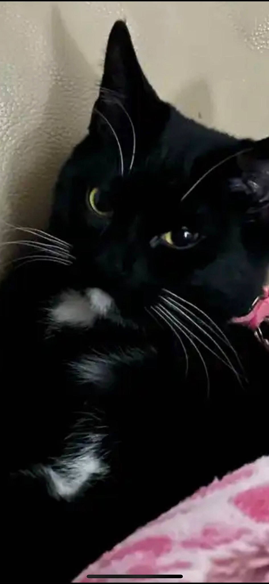 Nia is registered to the contest to win money with this photo: black_cat, carnivore, cat, claw, comfort, domestic_short_haired_cat, felidae, fur, monochrome_photography, plant, small_to_medium_sized_cats, snout, tail, terrestrial_animal, whiskers