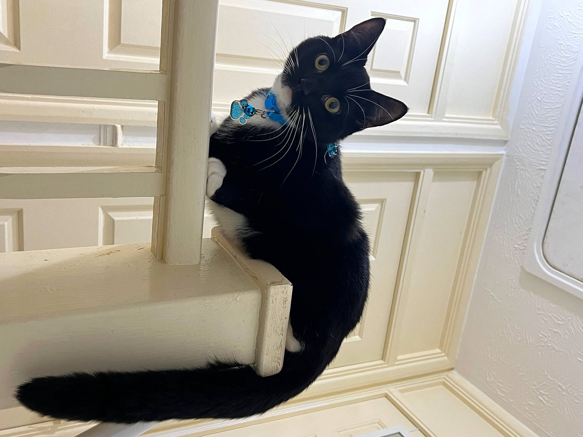 Mace is registered to the contest to win money with this photo: black_cat, carnivore, cat, cat_supply, chair, comfort, domestic_short_haired_cat, door, electric_blue, felidae, flooring, fur, grey, room, small_to_medium_sized_cats, snout, stairs, tail, whiskers, window