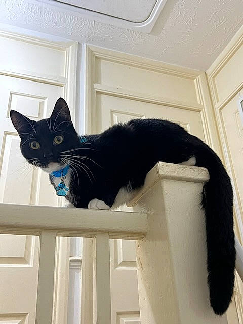 Mace joined the competition — help win amazing prizes! black_cat, carnivore, cat, cat_supply, comfort, domestic_short_haired_cat, electric_blue, felidae, fixture, floor, flooring, grey, pet_supply, room, small_to_medium_sized_cats, stairs, tail, whiskers, window, wood