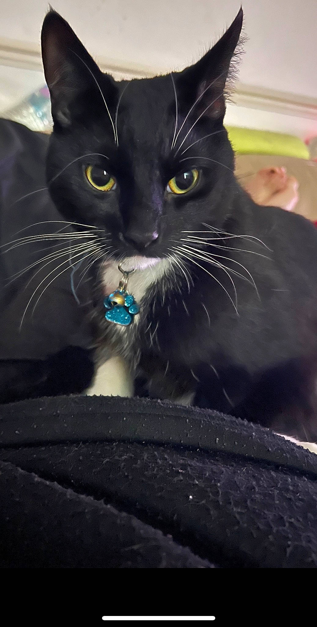 Mace is registered to the contest to win money with this photo: automotive_mirror, carnivore, cat, domestic_short_haired_cat, electric_blue, felidae, formal_wear, fur, hood, iris, small_to_medium_sized_cats, snout, whiskers, window, windscreen_wiper, windshield