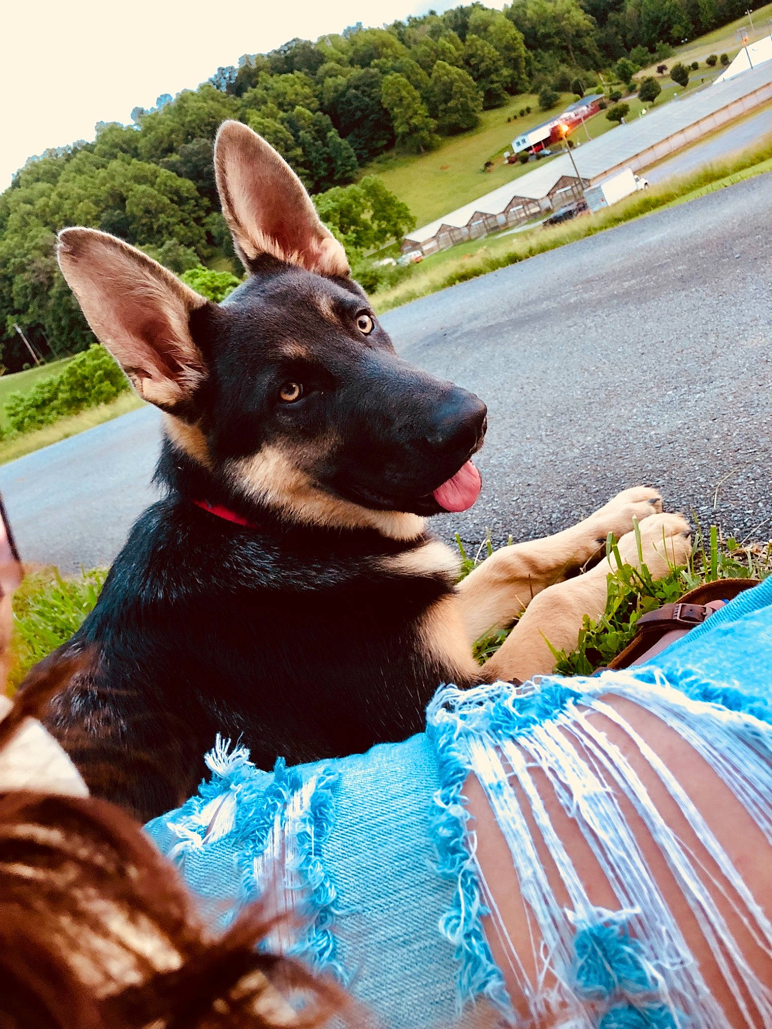Kujo is registered to the contest to win money with this photo: australian_kelpie, canidae, carnivore, dog, dog_breed, ear, fawn, german_shepherd_dog, mammal, miniature_pinscher, vertebrate