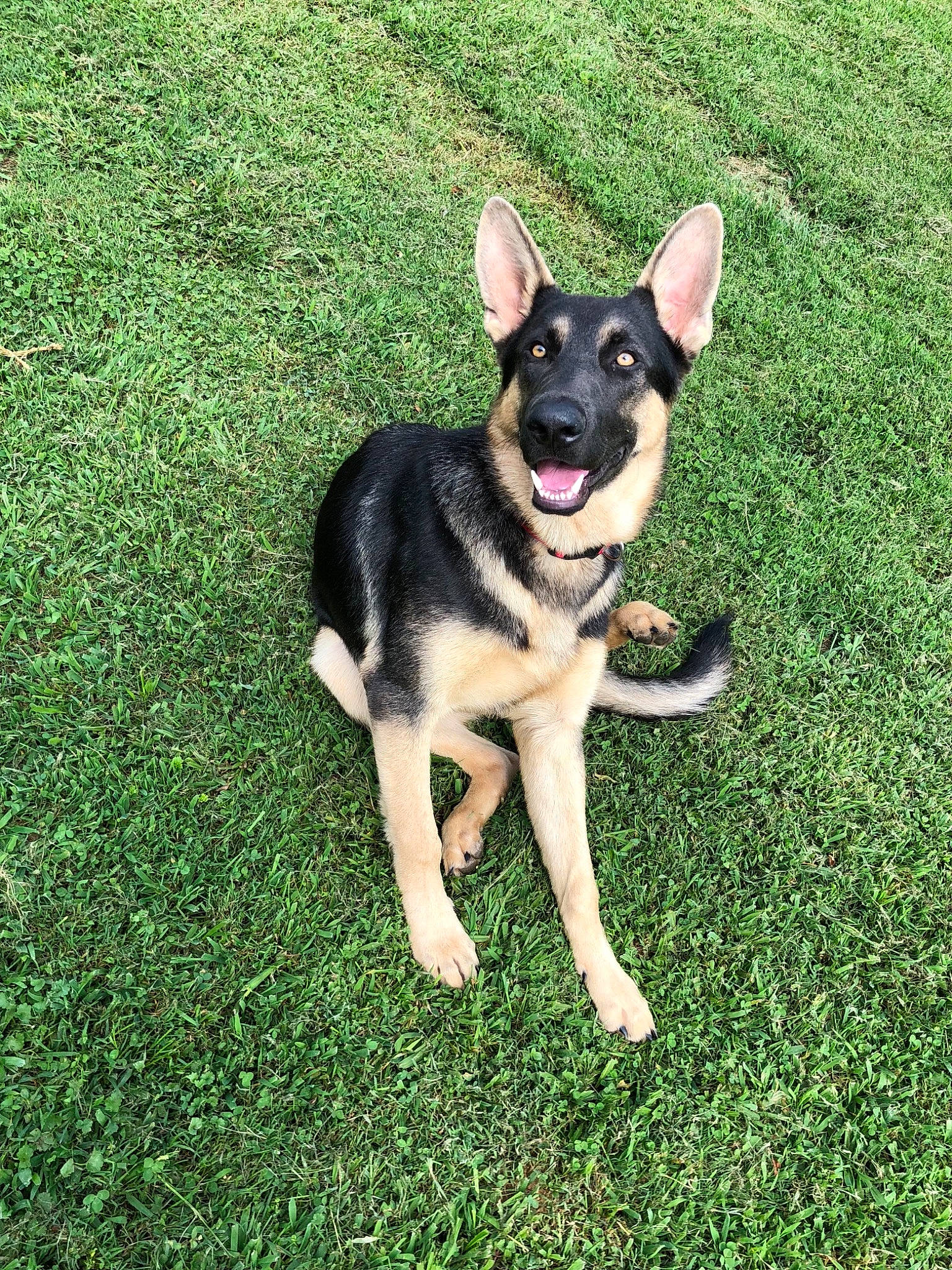 Kujo is registered to the contest to win money with this photo: canidae, carnivore, dog, dog_breed, east_european_shepherd, fawn, german_shepherd_dog, grass, king_shepherd, mammal, rare_breed_dog, shiloh_shepherd_dog, tail, vertebrate, working_dog