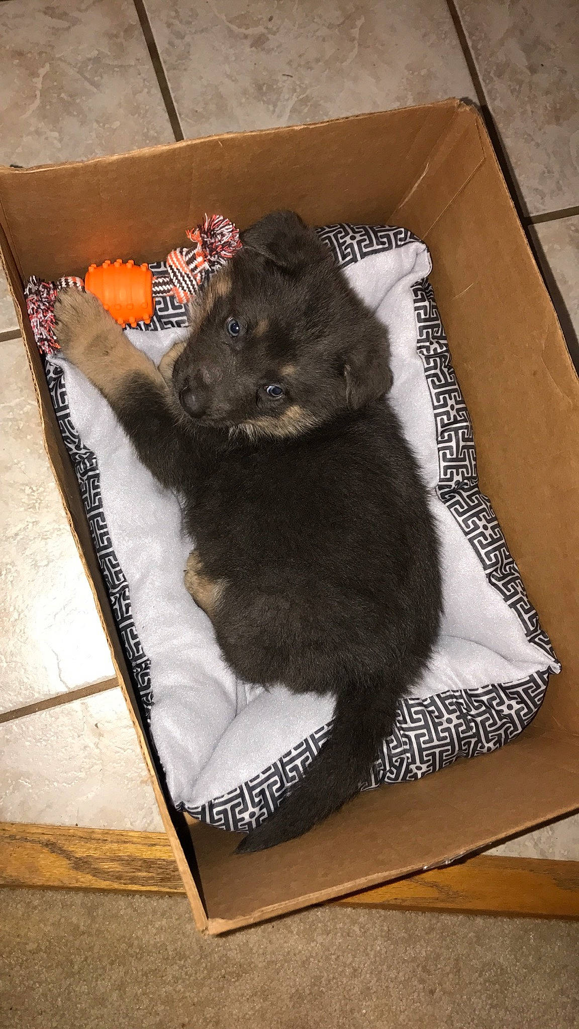 Kujo joined the competition — help win amazing prizes! canidae, carnivore, cat, dog, dog_breed, non_sporting_group, puppy, sporting_group